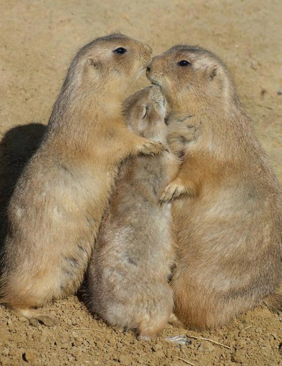 Velika sretna obitelj: Prerijski psi si dijele pusice