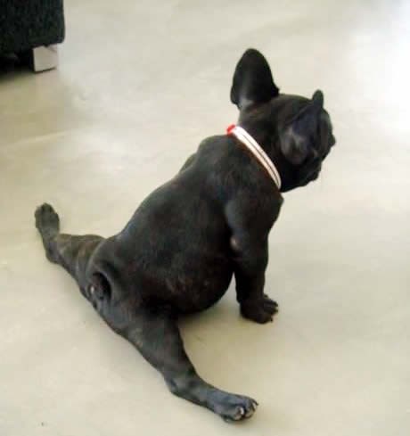 Impresivne plesačke sposobnosti psa zavodnika