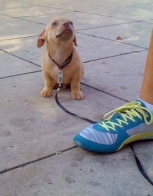 Gazda, lako ti tako dok sam mali!