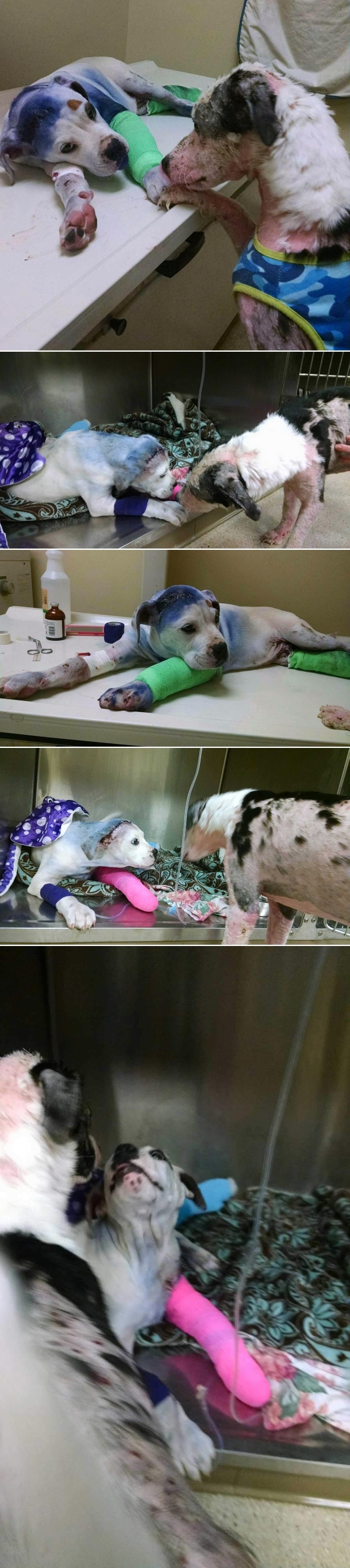 Suosjećajni psić utješio prijatelja koji je prošao pakao