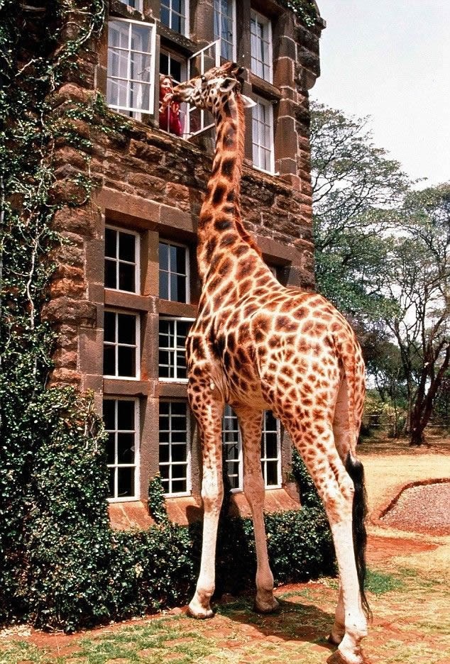 Ne troši kičmu - nabavi žirafu