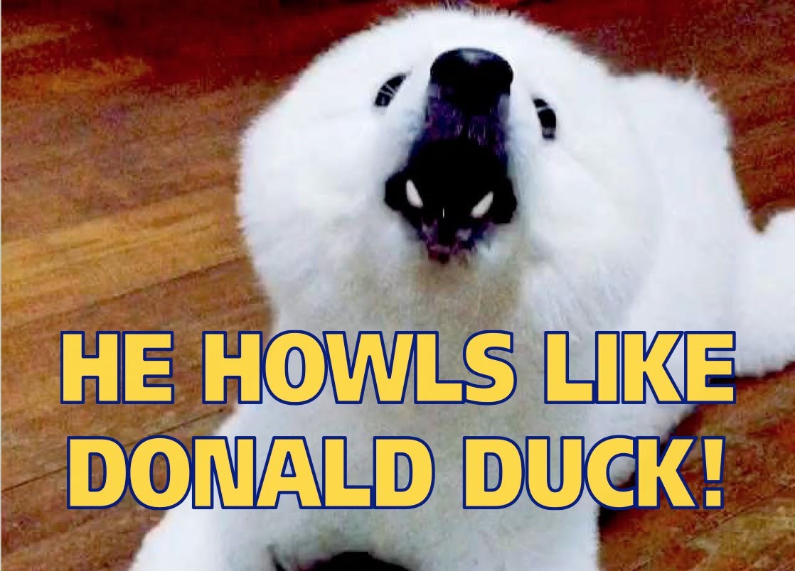 VIDEO: Pas "zavija" kao Pajo Patak!