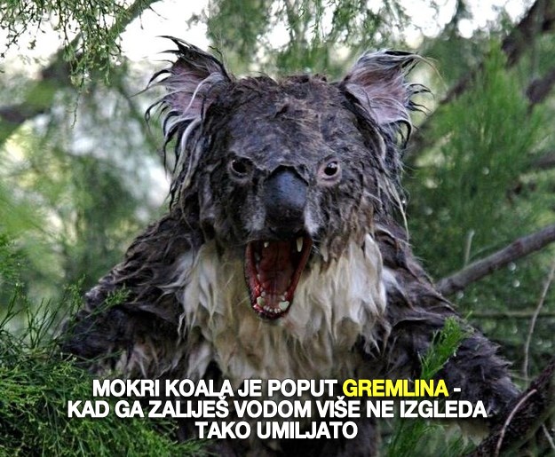 Mokri koale postaju paklene zvijeri