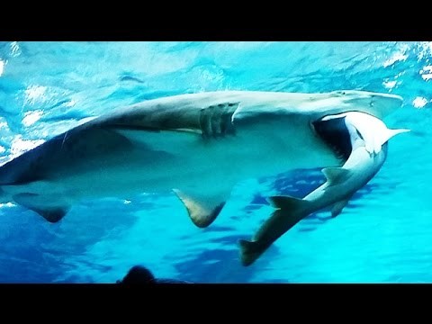 KATASTROFA u akvariju: Morski pas pojeo drugog morskog psa VIDEO