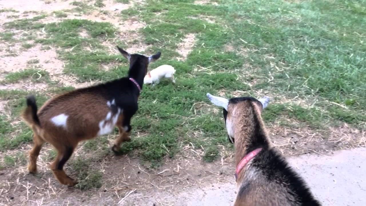 NAJSLAĐA MALA ČIVAVA misli da je koza!