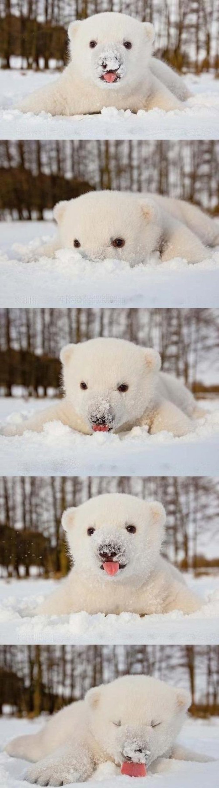 Preslatki polarni medo uživa u snijegu