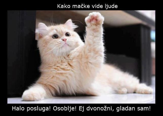 Mačka trpi samo slugu, ne i gospodara