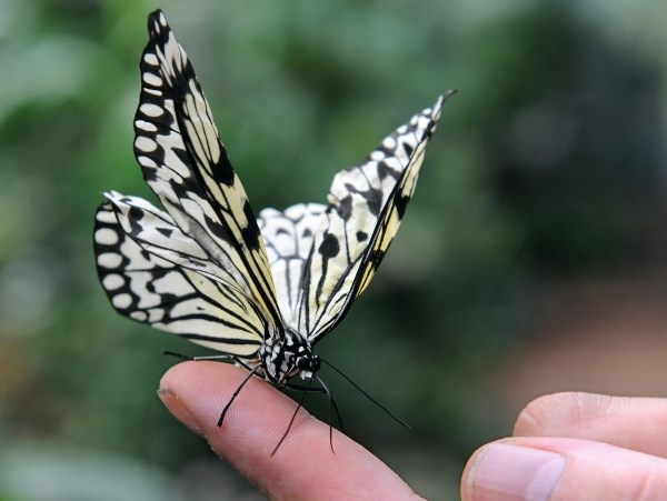 Leptirić sletio na prst: Dotakni me nježno...