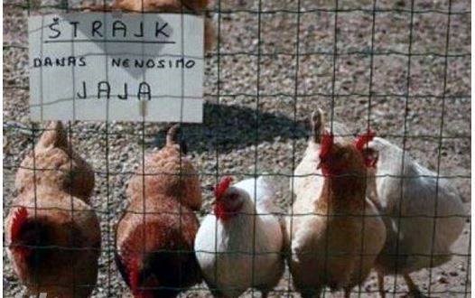 Kokoši u štrajku - nedjeljom ne radimo!