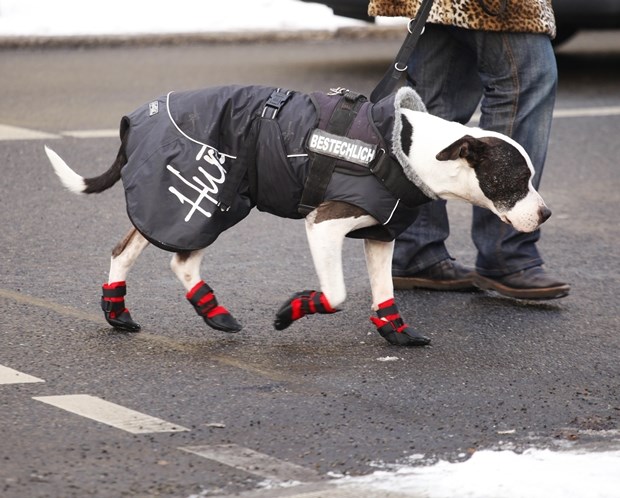 Pas nabavio "ful" zimsku opremu