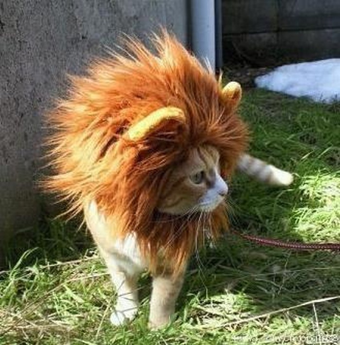 Macan maskiran u lava odlučio pokazati da je kralj kvarta