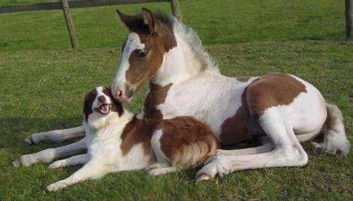 Nečiji tata obljubio cijelo selo?