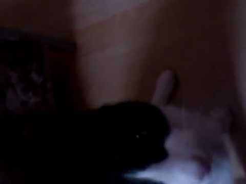 VIDEO: Najglasnije predenje na svijetu - mačak oborio rekord!