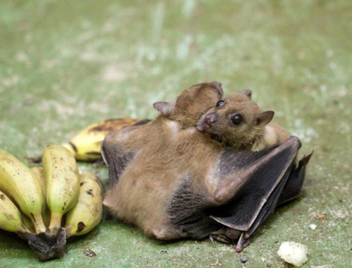 Oooo, unučiću, evo donijela baka banane!