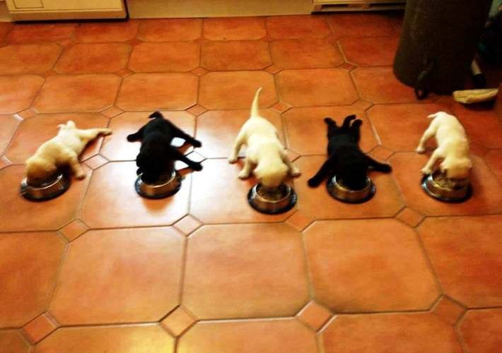 Rastavili se od njupanja