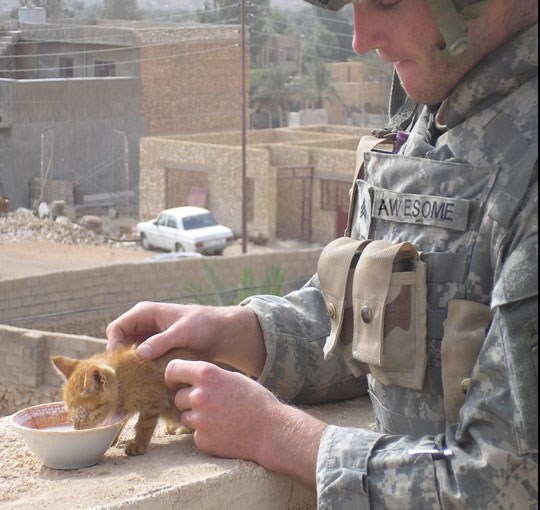 Zapovjednik Fenomenalni hrani malu napuštenu macu