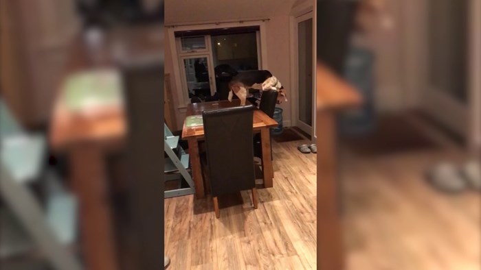 VIDEO Pametni pas je iskoristio sve što ima oko sebe kako bi se popeo na kuhinjski element na kojem je bila hrana