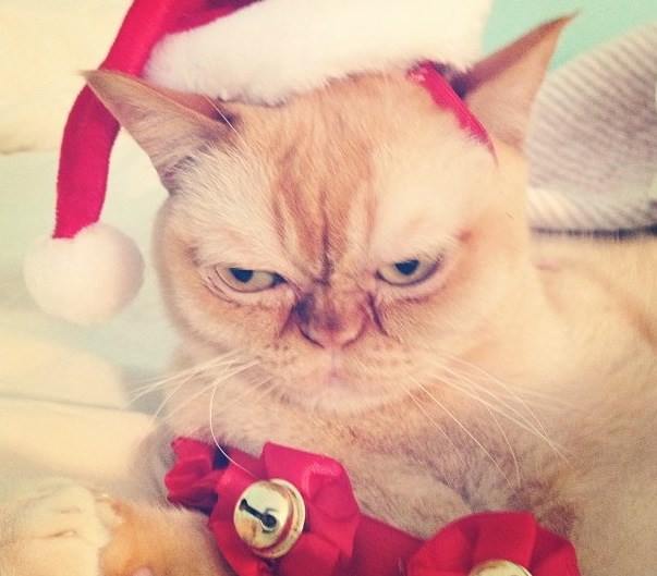 Namršteni mačor ih mrzi iz petnih žila