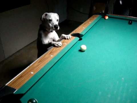 VIDEO: Halo je vjerojatno najtalentiraniji pas na svijetu. Njegova vještina je nevjerojatna