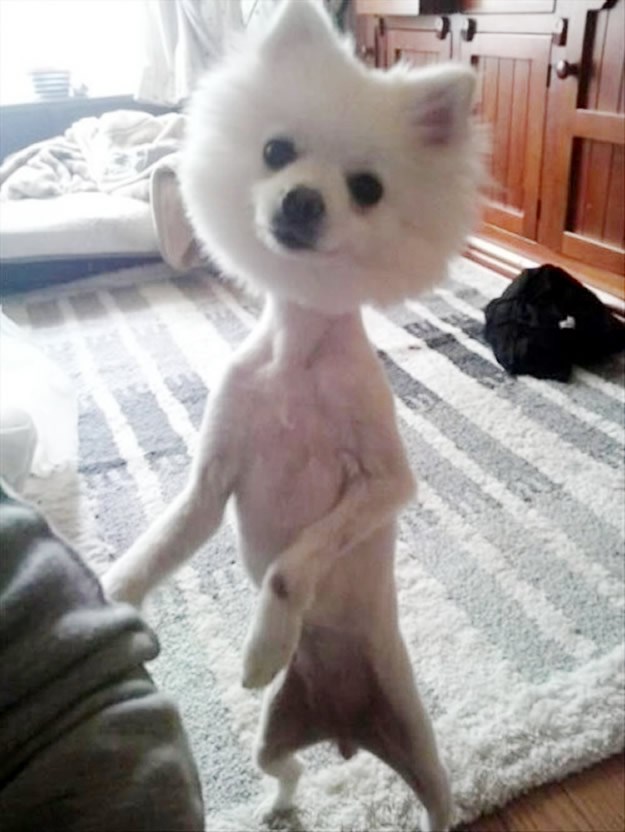 Psića obrijali do kože i ostavili mu čupavu glavu