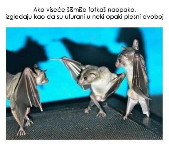 Breakdance šišmiši rasturaju!