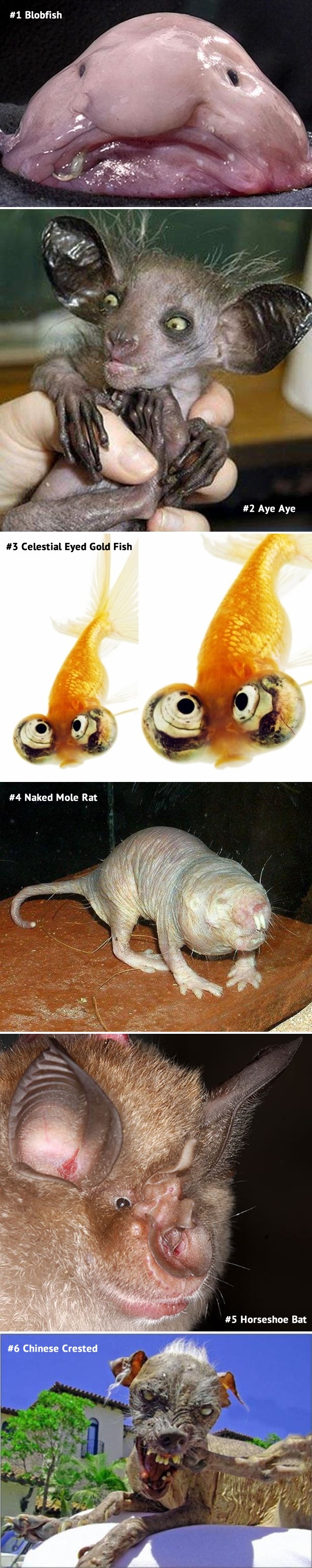 Najružnije životinje na svijetu