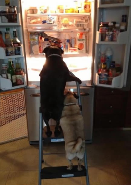 Stari moj, otkrili smo raj: Dva mopsa osvojila frižider