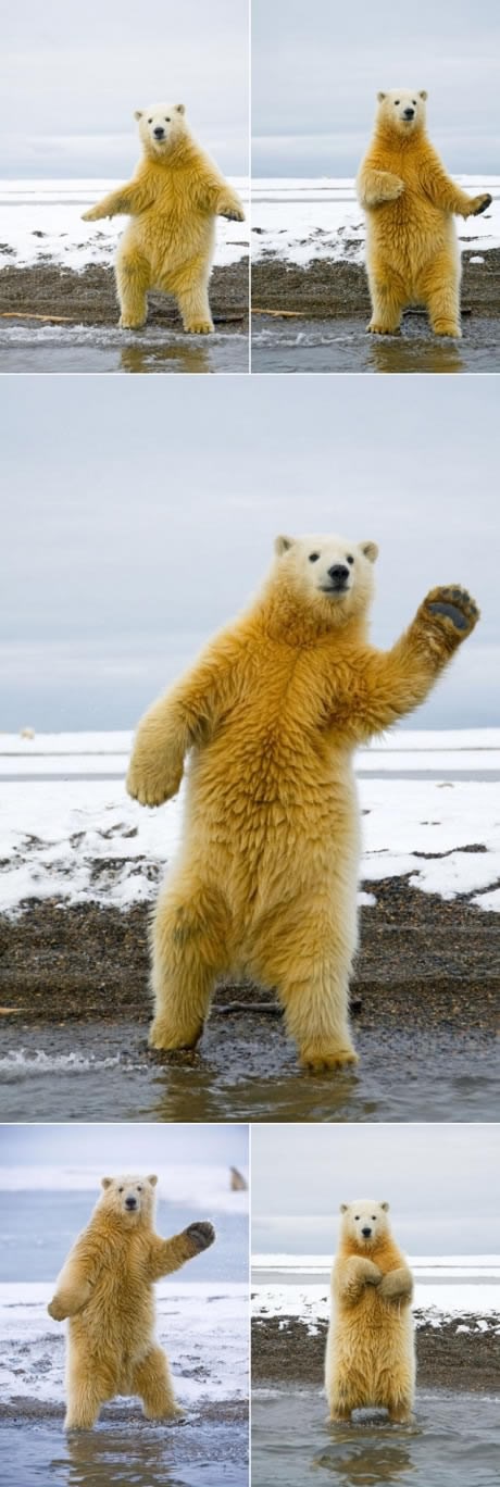 Polarni medo bolji od šeprtlji u Plesu sa zvijezdama