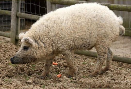 Svinja koja izgleda poput ovce