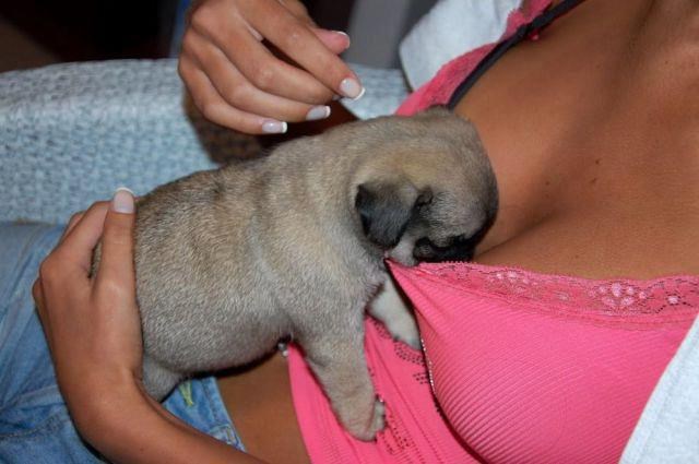 Hrabri psić zavirio u impresivni dekolte: Dečki, patite!