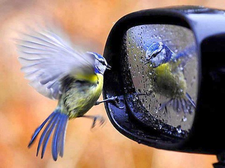 Ptičica obožava gledati svoj odraz: Joj, kak sam si lijepa!