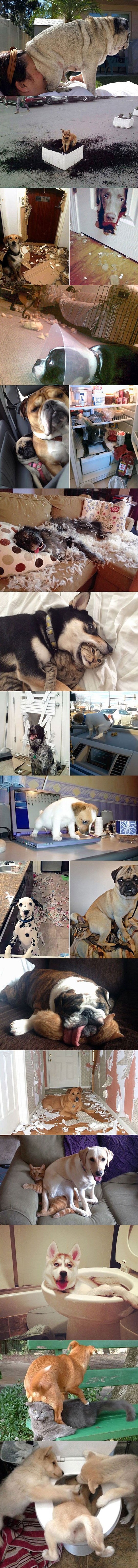 Ovi su psi bili jako zločesti, a njihovi su ih vlasnici fotkali u pravom trenutku