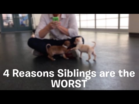 VIDEO: Četiri razloga zašto su braća ''najgora''