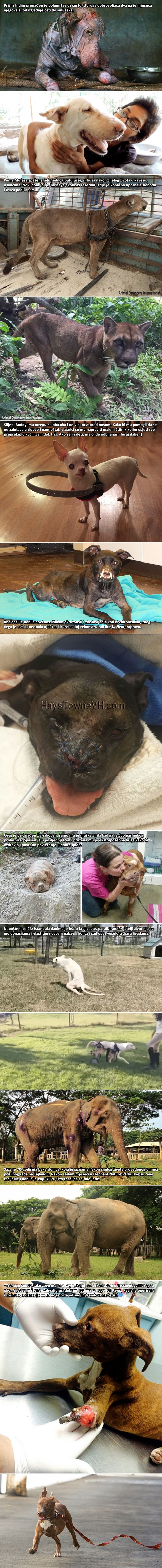 Najdirljivija spašavanja životinja koja doslovno vraćaju nadu u ljudski rod