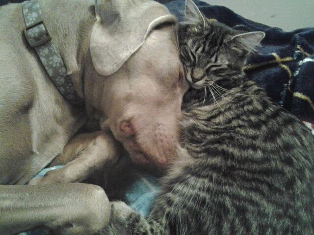 Najljepše se spava u nježnom zagrljaju