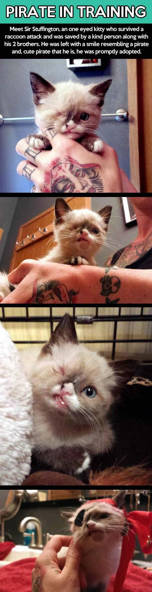 Mali micek preživio napad i postao strašni "gusar"