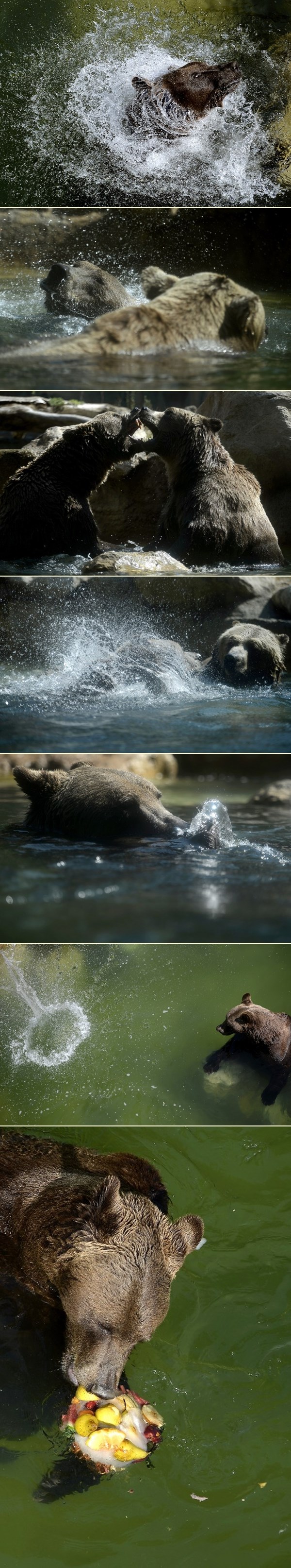 Medvjedi se od vrućina hlade kupanjem i smrznutim voćem
