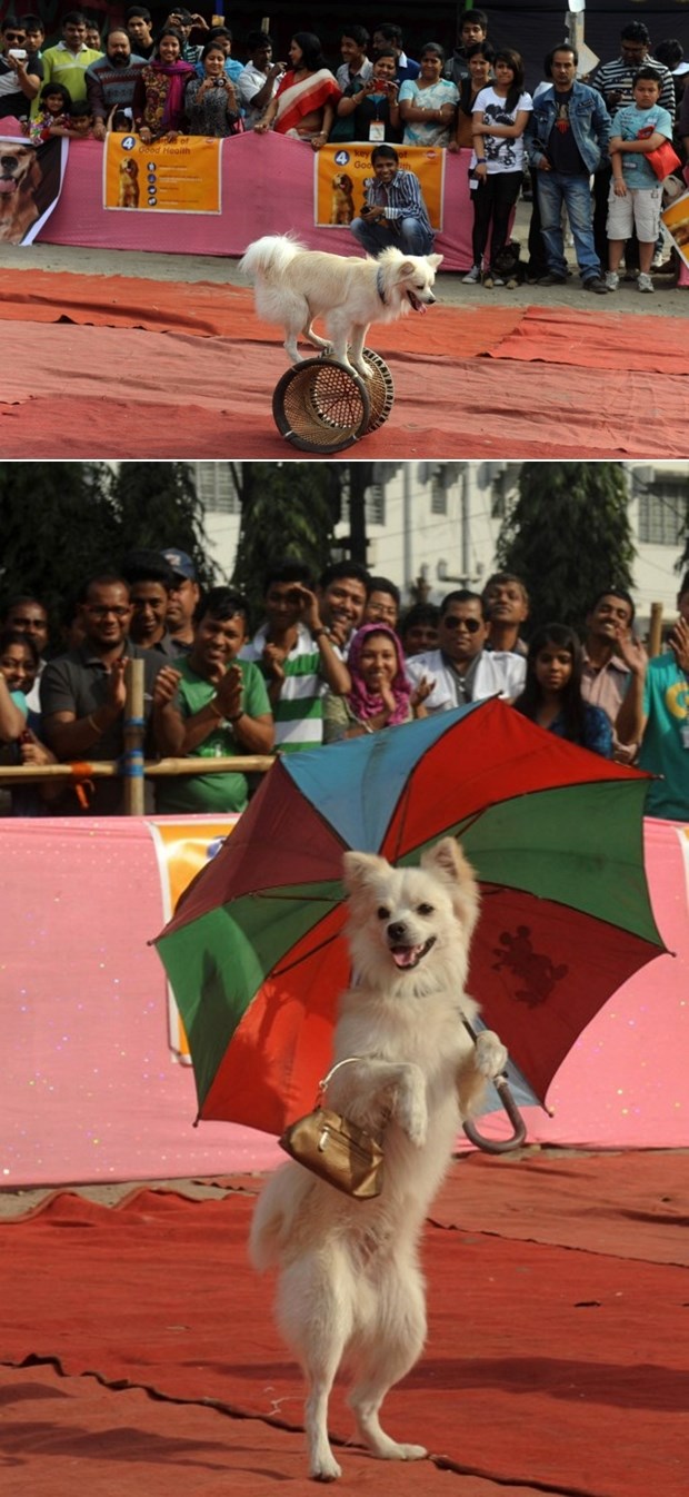 Pas akrobat zabavlja publiku, nabavio čak i torbicu