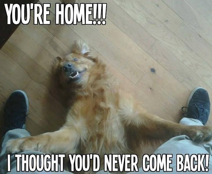 Psu nema veće sreće od gazdinog povratka kući