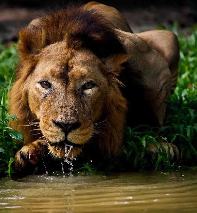 Oštri pogled ubojitog lava