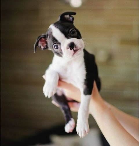 Šta me gledaš, kad mi šniclu ne daš!