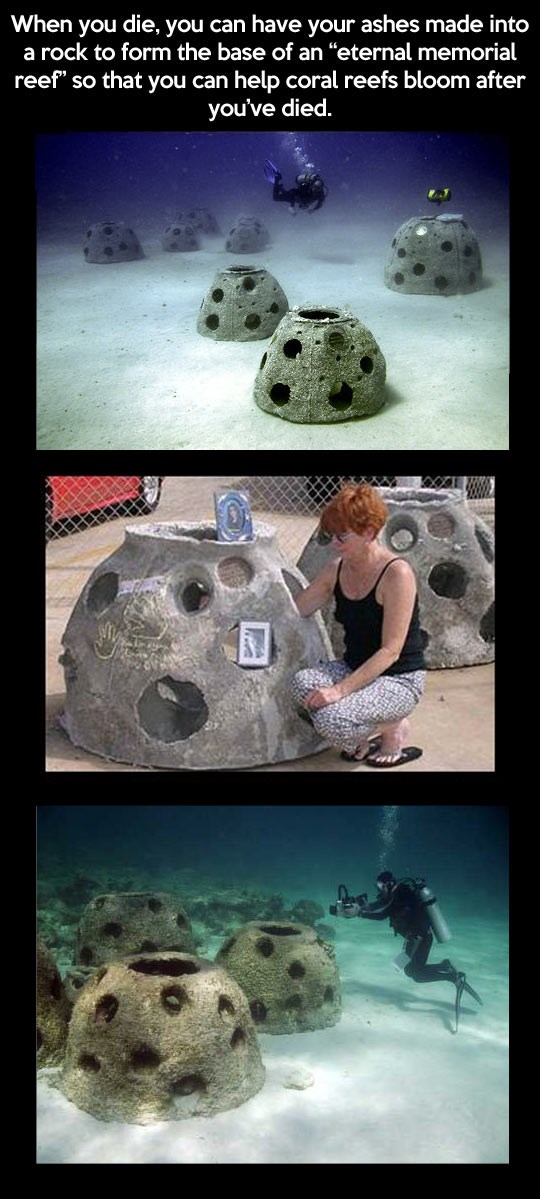 Nakon smrti možeš postati koraljni greben