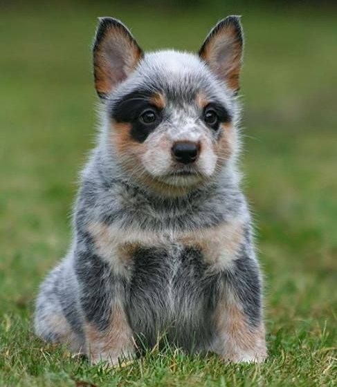 Prepoznaješ li ovog preslatkog "mješanca"?