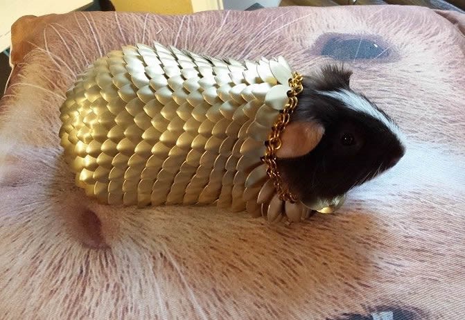 Gangsta zamorac nabacio zlatnu lančugu