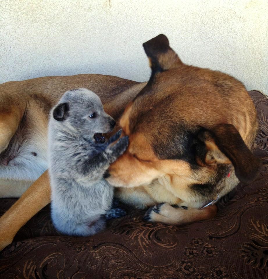 Tata, daj se probudi, šetati me treba, ta mali sam još!