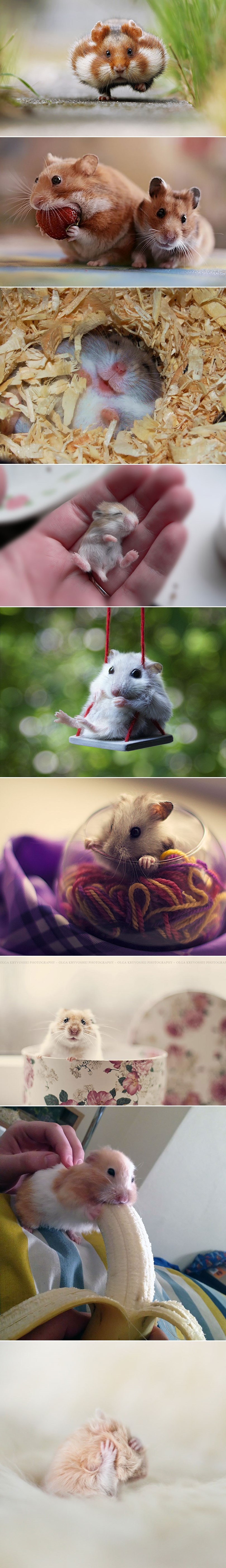 GALERIJA: Preslatke buhtlice životinjskog svijeta. Na br.5 se topimo