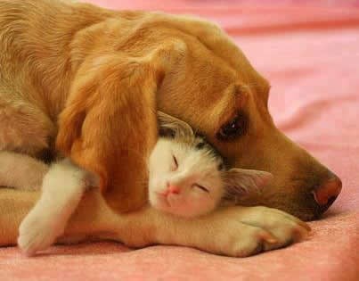 Peso ostao bez prijatelja, tješi ga mala maca