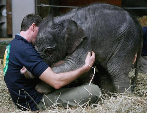 Slonić poletio u zagrljaj svojem najdražem čuvaru