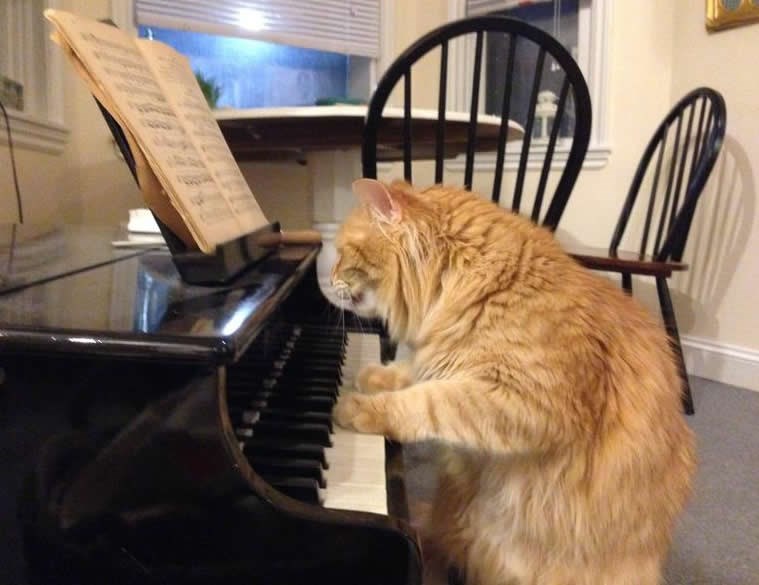 Ijoooo, Mozarte, krvi ću ti se napit, šta je ovo, miša mu!?