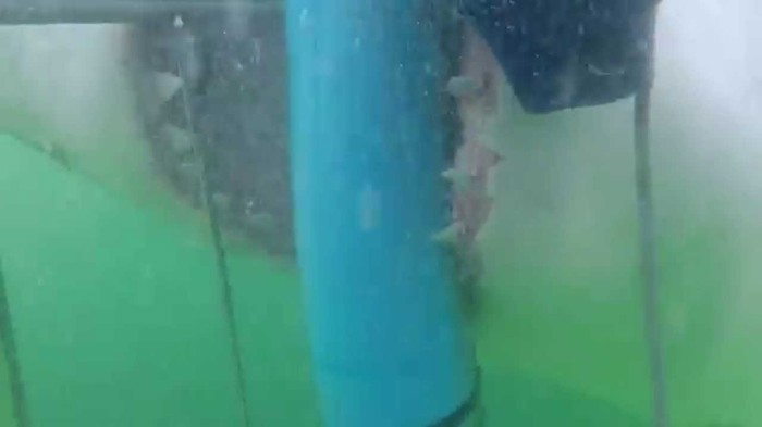 VIDEO: Najbolja snimka napada velikog bijelog!